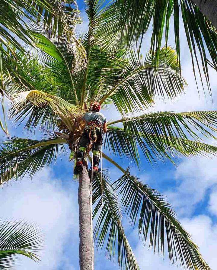 Taille et soins d'arbres La Réunion