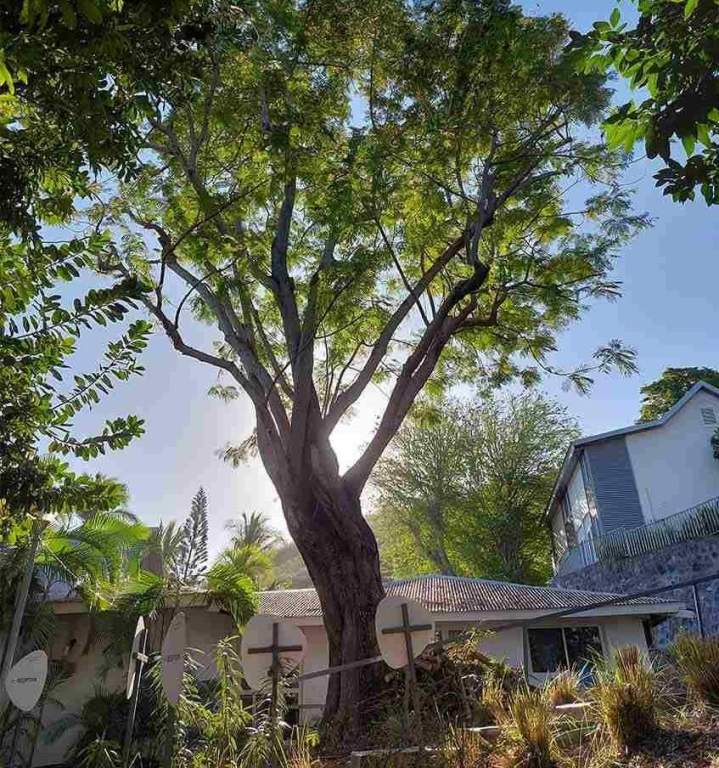 Taille et soins d'arbres La Réunion