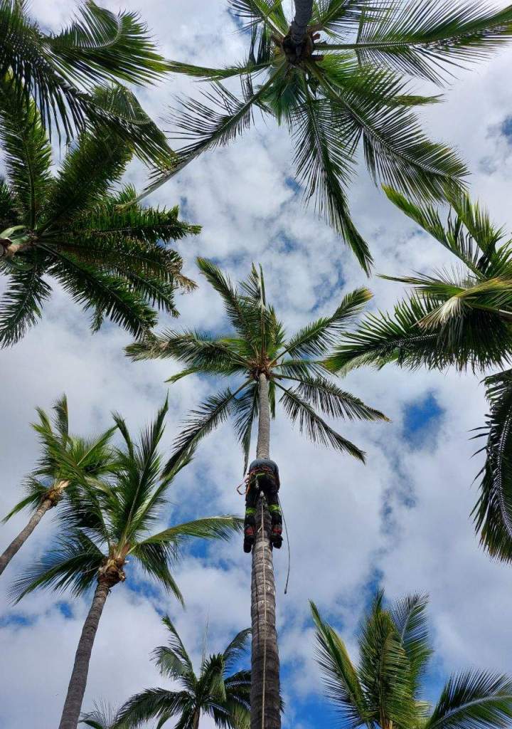 Soins préventifs pour les arbres La Réunion