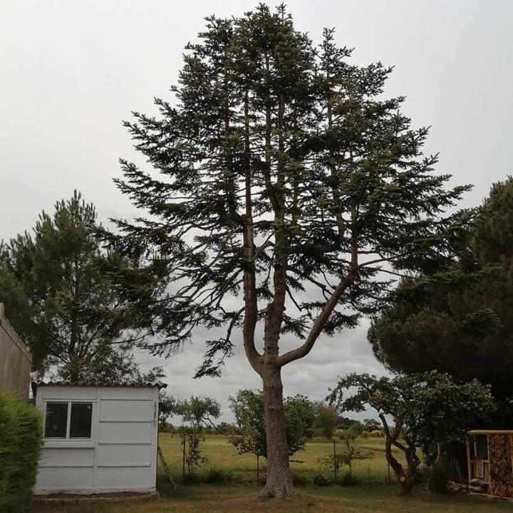 Taille et soins de vos arbres