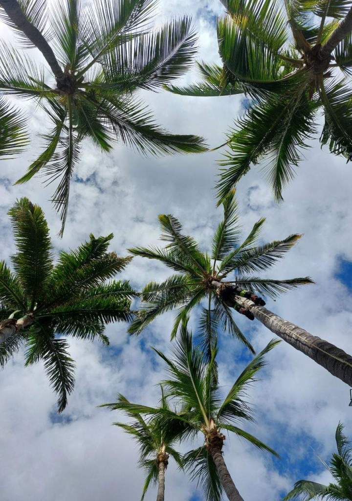 Soins préventifs pour les arbres La Réunion