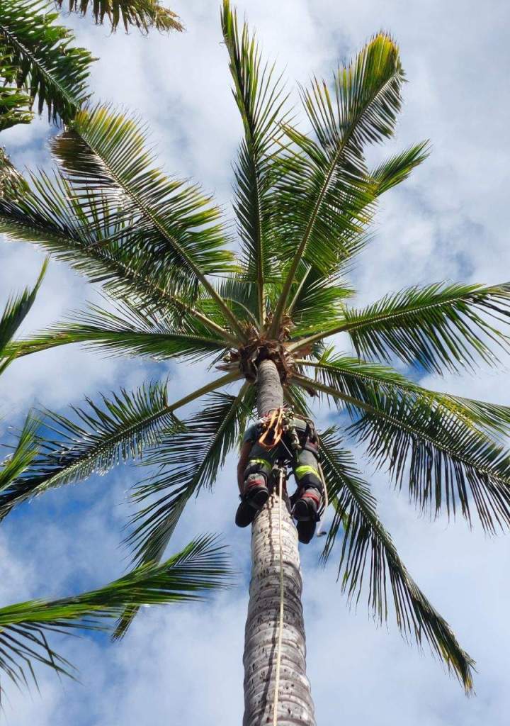Taille et soins d'arbres La Réunion