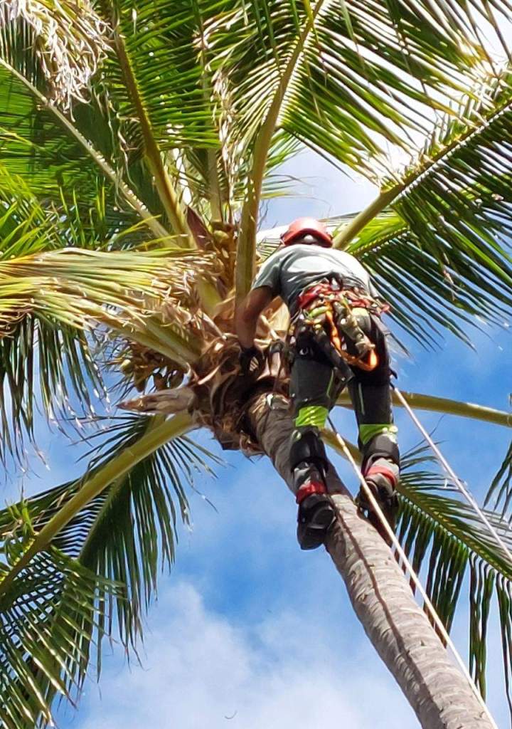 Soins préventifs pour les arbres La Réunion
