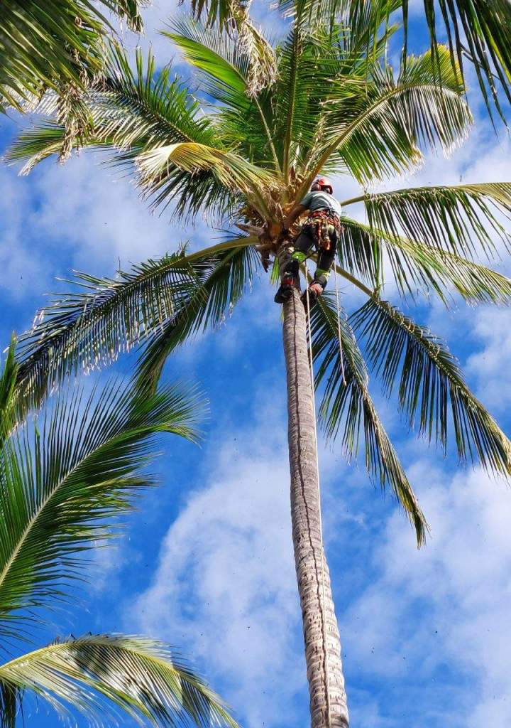Abattage d'arbres  La Réunion