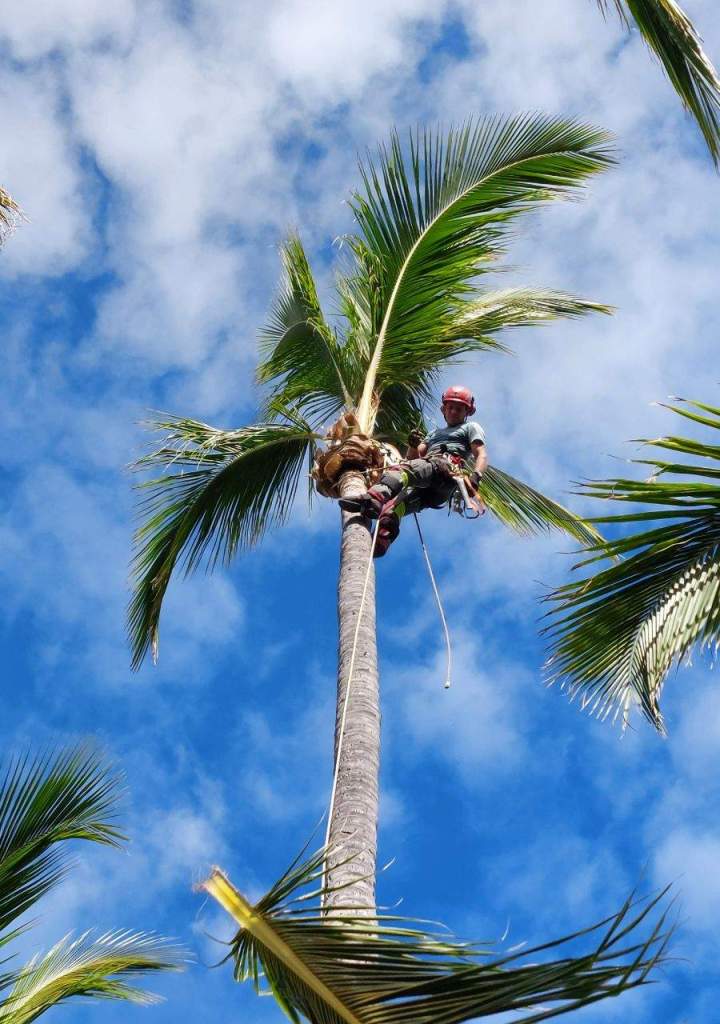Abattage La Réunion