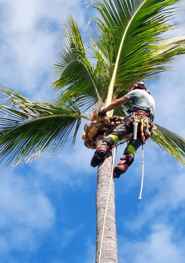 Abattage d'arbres  La Réunion
