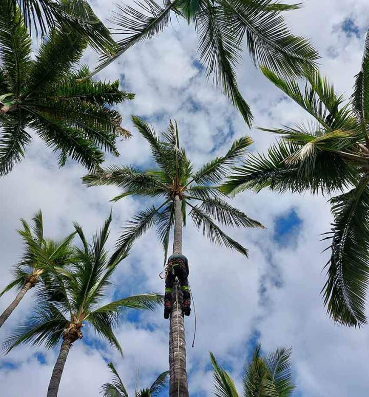 Taille et soins d'arbres La Réunion