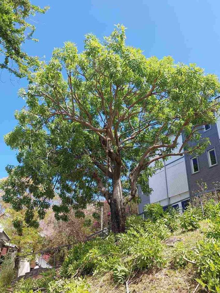 Taille et soins d'arbres La Réunion - Avant