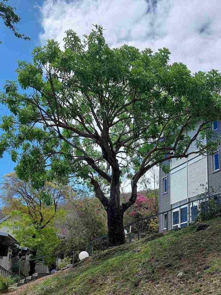 Taille et soins d'arbres La Réunion - Après