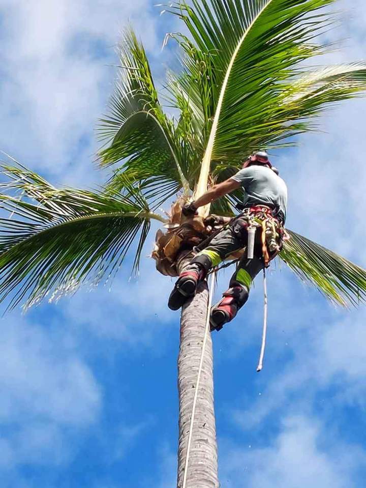 Taille et soins d'arbres La Réunion