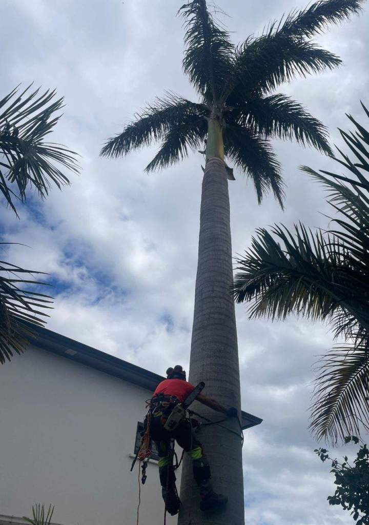 Abattage La Réunion