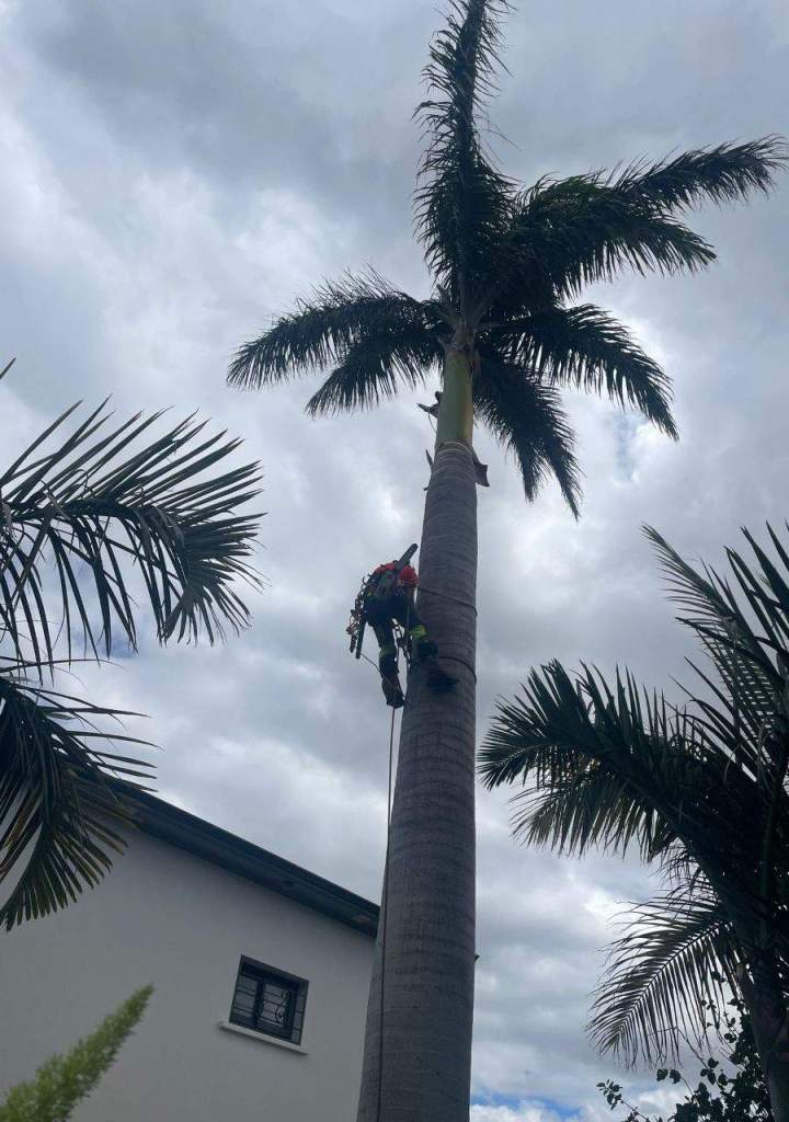 Soins préventifs pour les arbres La Réunion