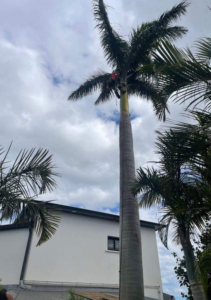 Abattage d'arbres  La Réunion