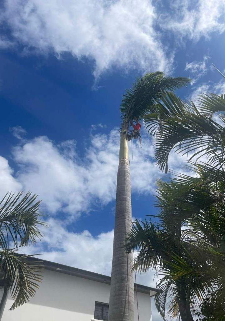 Taille et soins d'arbres La Réunion