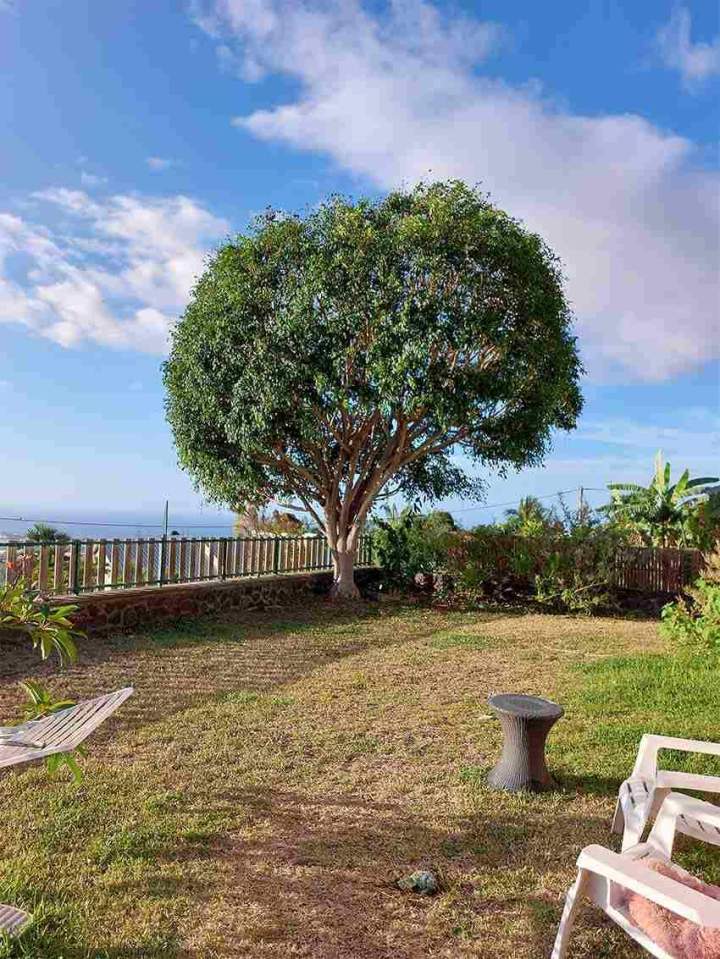 Taille de maintien ficus - Après