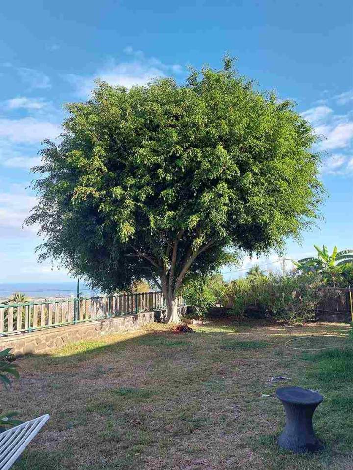 Taille de maintien ficus - Avant