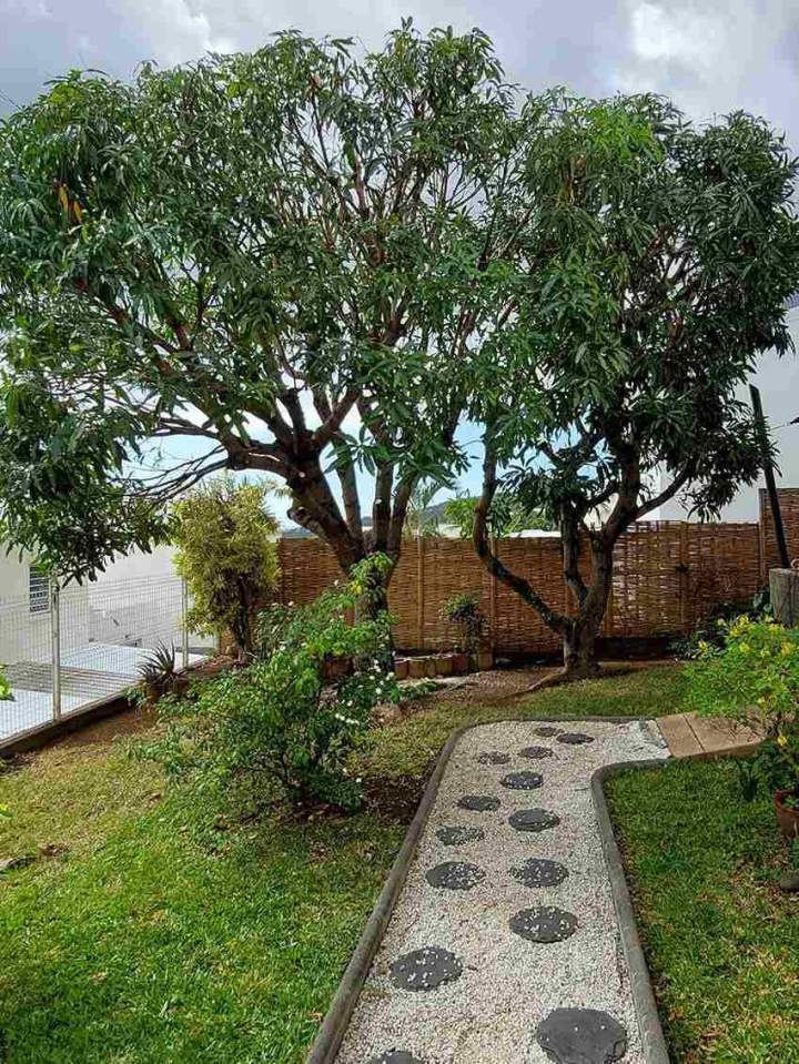 Taille éclaircie manguier - Après