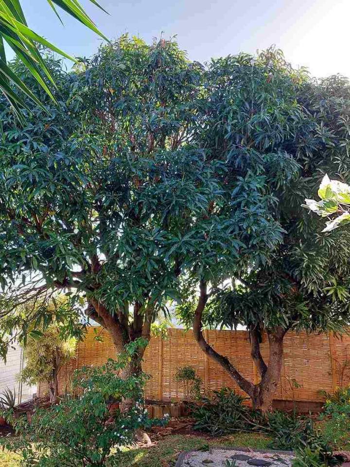 Taille éclaircie manguier - Avant