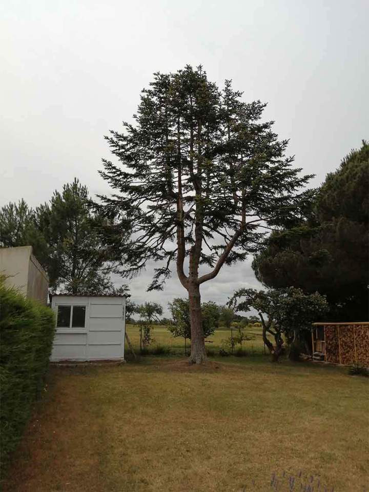 Taille éclaircie sapin pectiné - Aprés