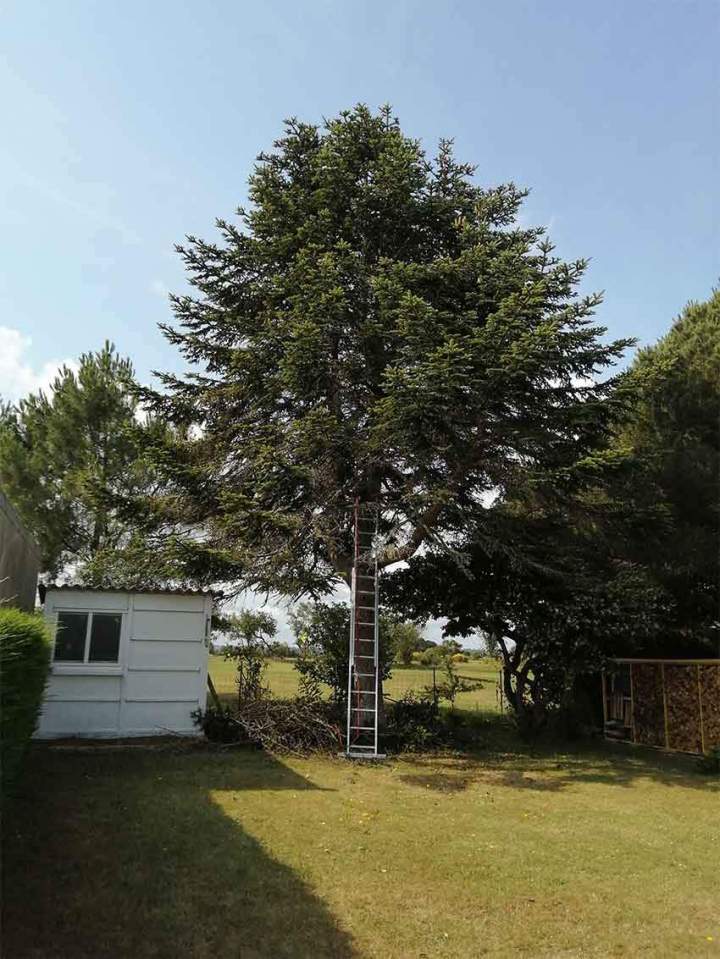 Taille éclaircie sapin pectiné - Avant