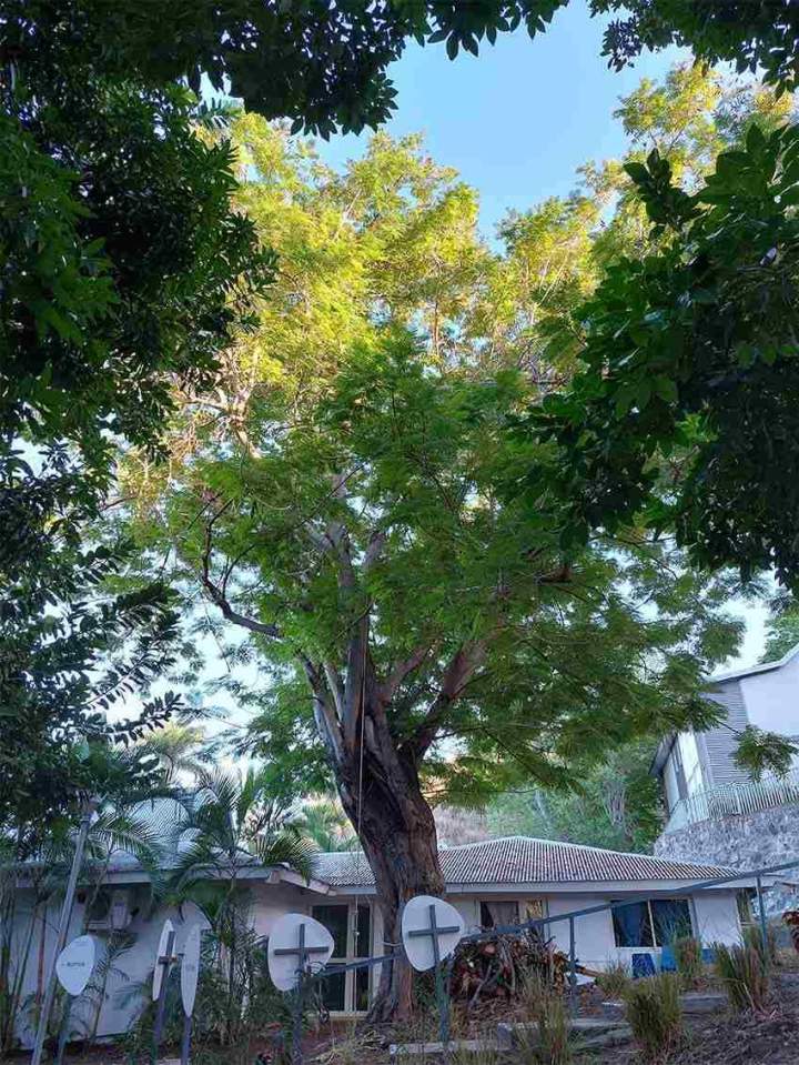 Taille réduction flamboyant jaune - Avant