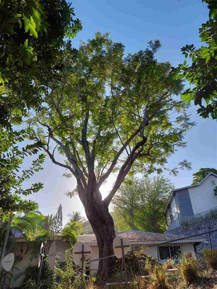 Taille réduction flamboyant jaune - Après