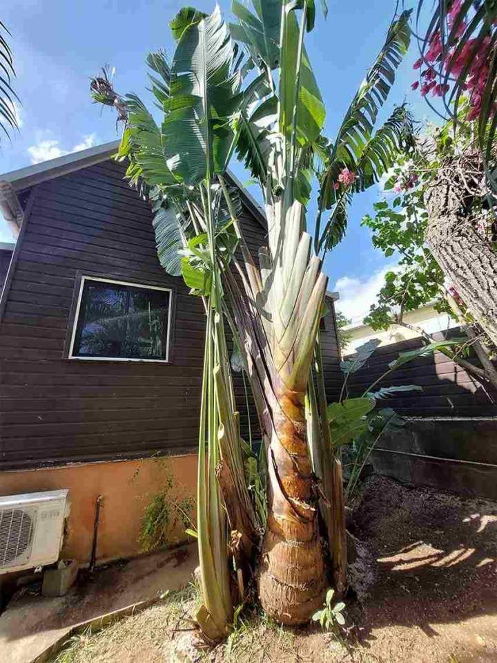 Éclaircie cépé de ravenale - Après