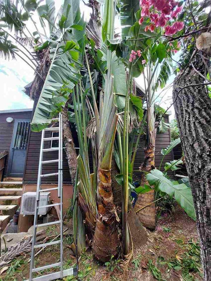 Éclaircie cépé de ravenale - Avant