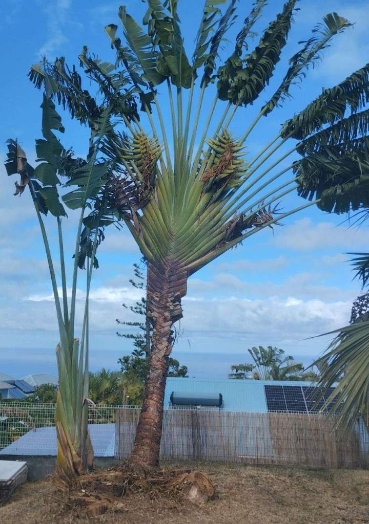 Soins préventifs pour les arbres La Réunion