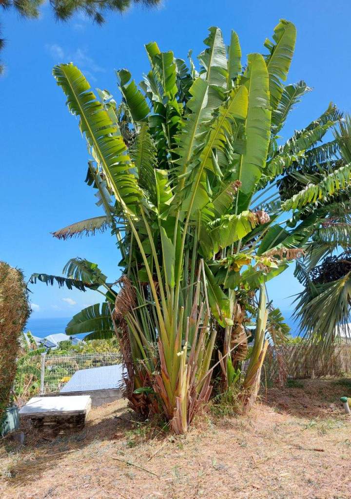 Abattage La Réunion
