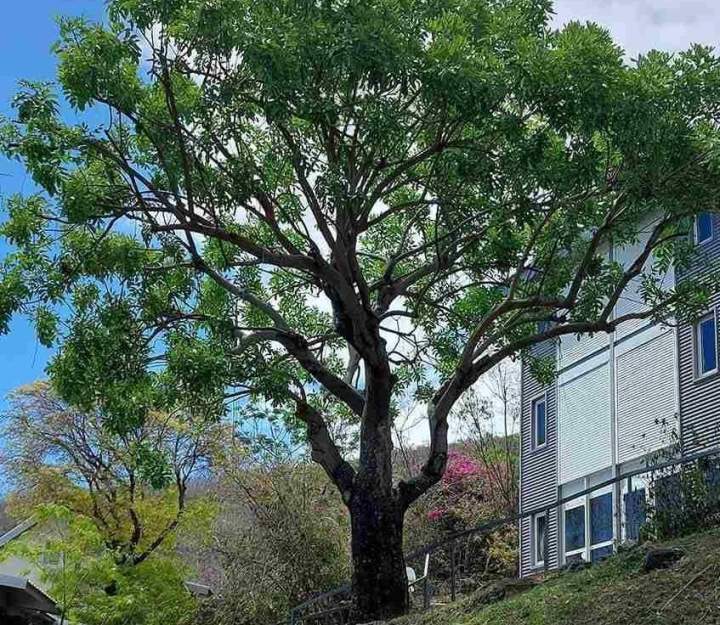 Soins préventifs pour les arbres La Réunion