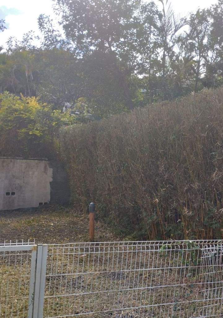 Taille et soins d'arbres La Réunion