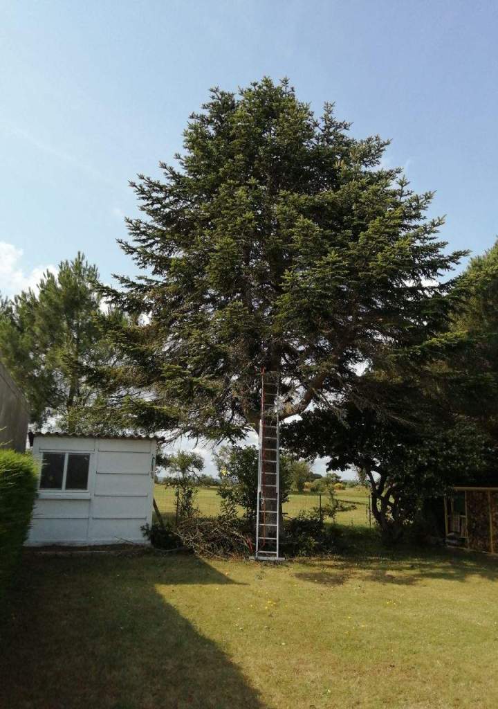 Abattage d'arbres  La Réunion
